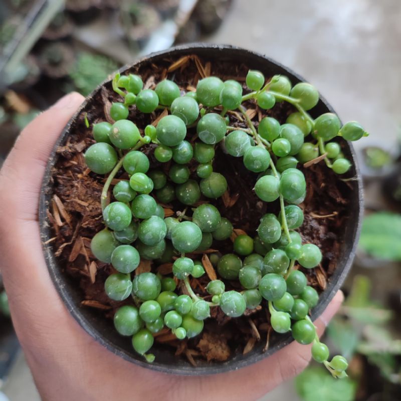 String of pearl rimbun/Sukulen Tasbih/Senecio rowleyanus