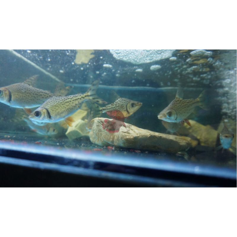 IKAN / RED FEIFENG (RFF) 8 CM - Tankmate Arowana Predator