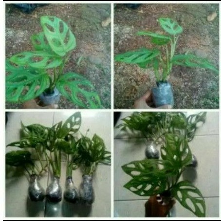 4 pcs tanaman hias janda bolong