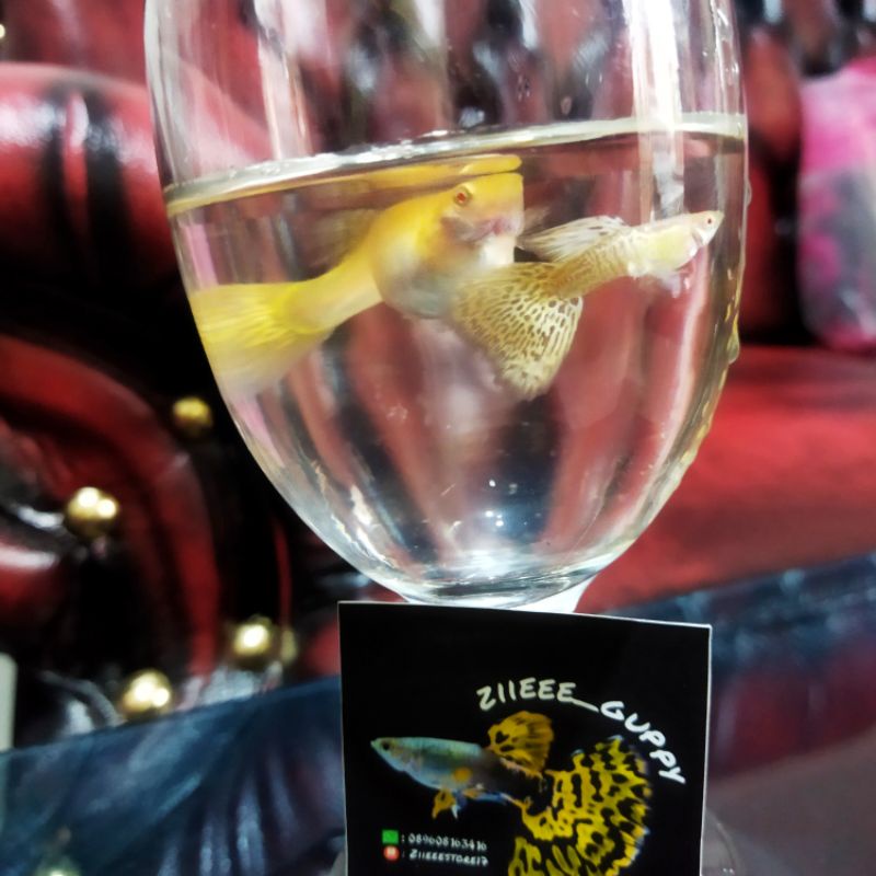 guppy albino metal snake skin yellow lace kualitas