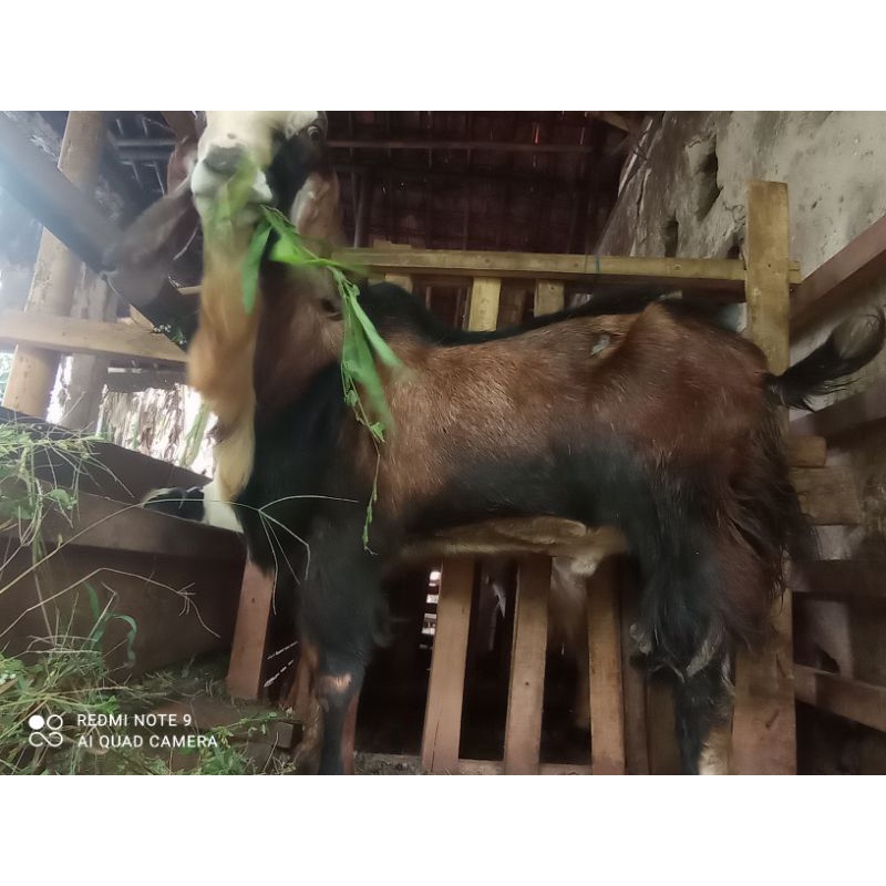 

Kambing Qurban Jumbo