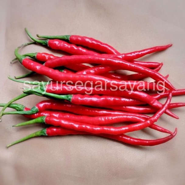 

Cabe Cabai Merah Keriting 1 KG