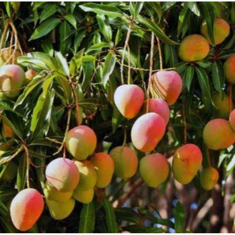 bibit mangga gedong gincu | pohon mangga gedong gincu