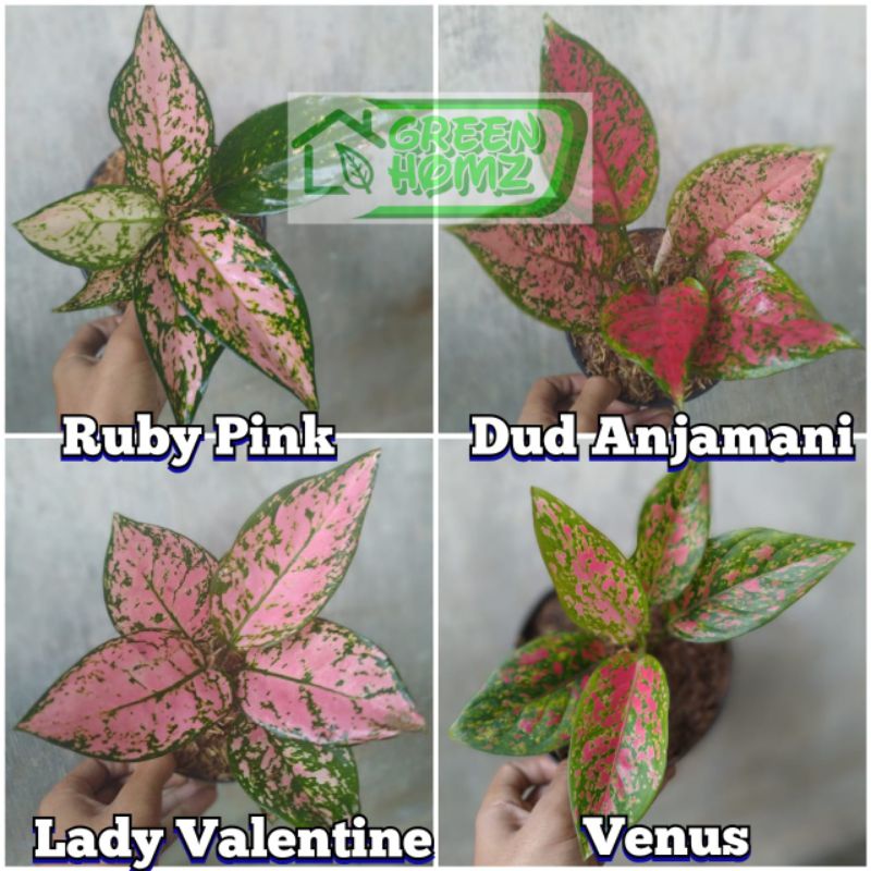 paket 4 tanaman aglonema size remaja