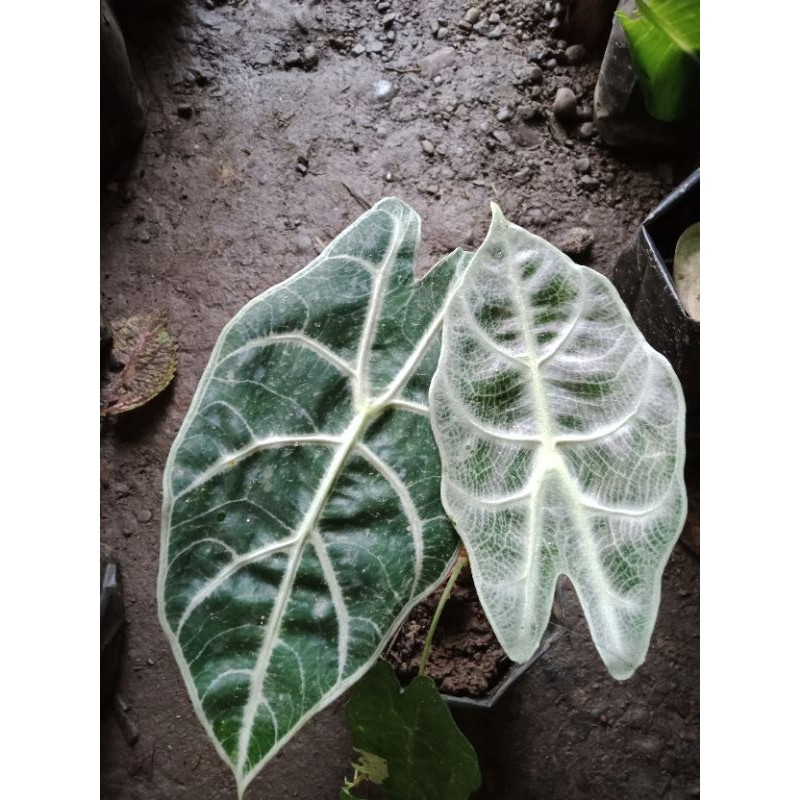 Alocasia watsoniana bonggol Dan Daun