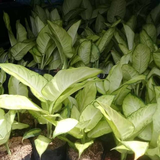 Aglonema tisu Shopee Indonesia Aglonema tisu Shopee Indonesia