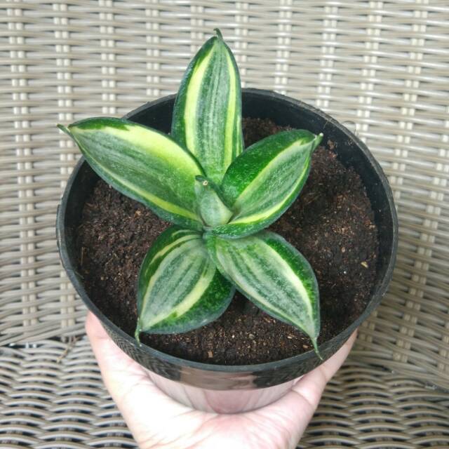 Jual Tanaman Hias Sansevieria Mini Gojek Only Shopee Indonesia