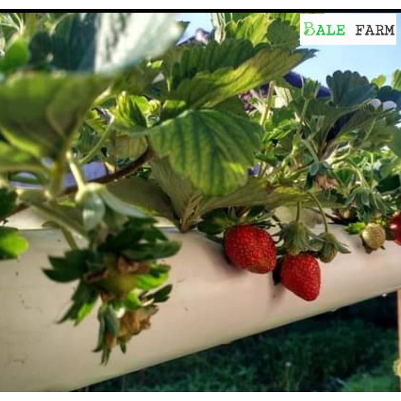 benih strawberry jumbo