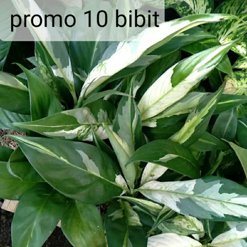 promo 10 bibit sepatu vilum variegata