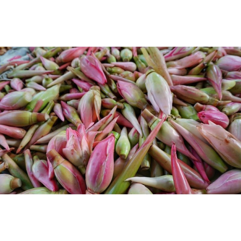 

rombeh atau romeh atau bunga kecombrang 500 gram