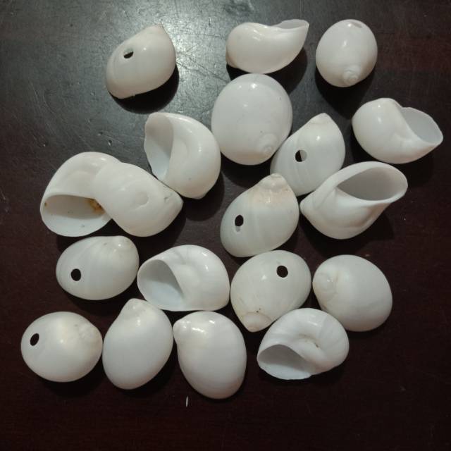 Kerang Laut 100 gr | kerang hias | cangkang keong | kerang buteng