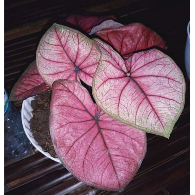 caladium red dragon thai series