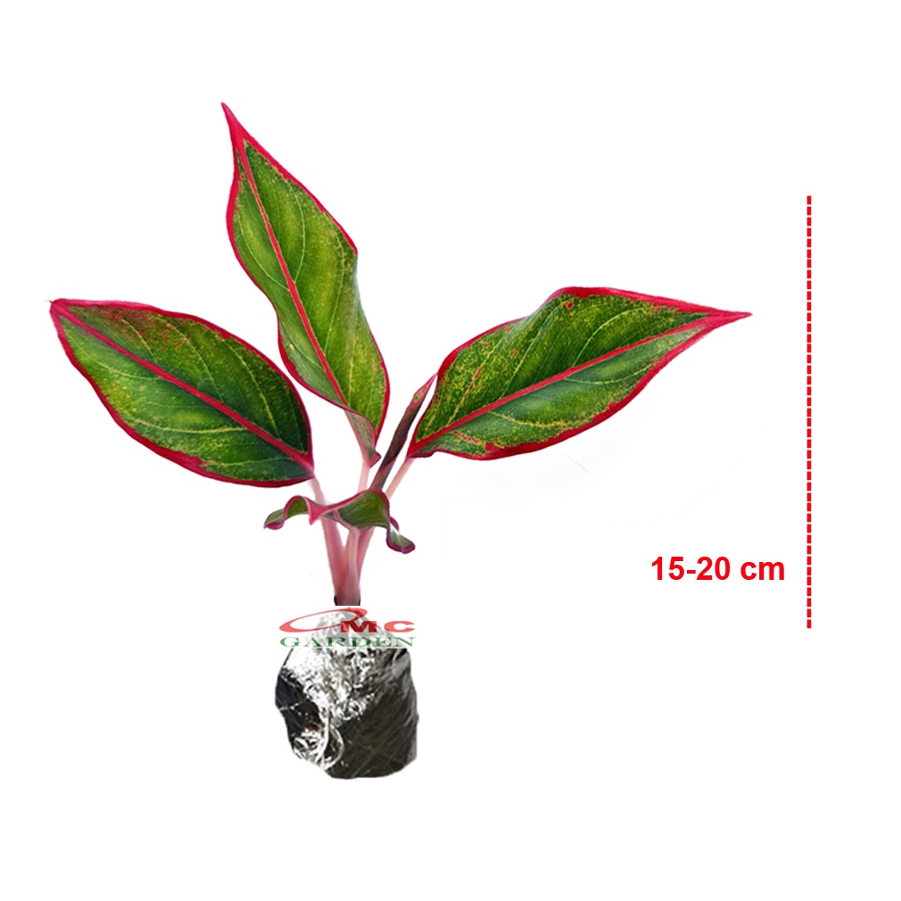 Aglonema Red Lipstick Lipstik Merah Siam Aurora Sri Rejeki Srirezeki Tanaman Hias 1520