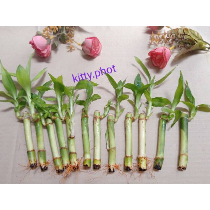 BAMBU HOKI - BAMBU AIR - BAMBU HIAS