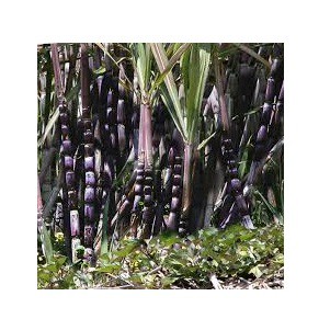 Bibit Tanaman Tebu Ireng