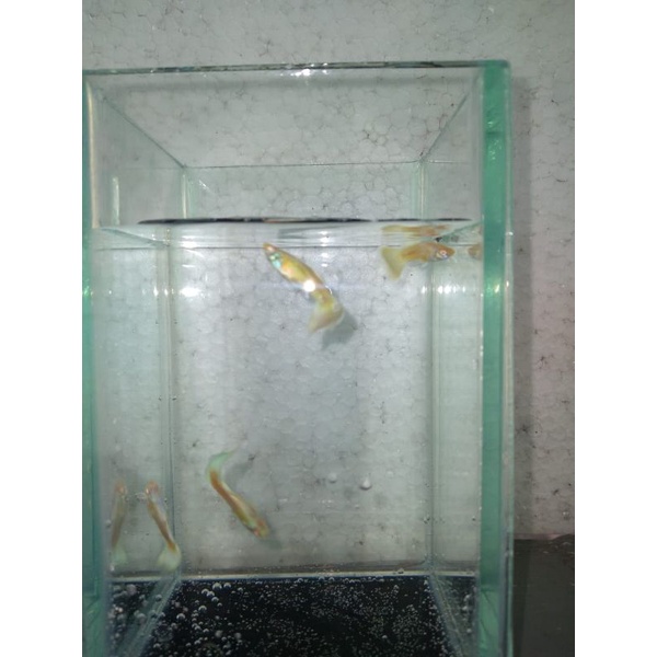Ikan Guppy Albino full platinum