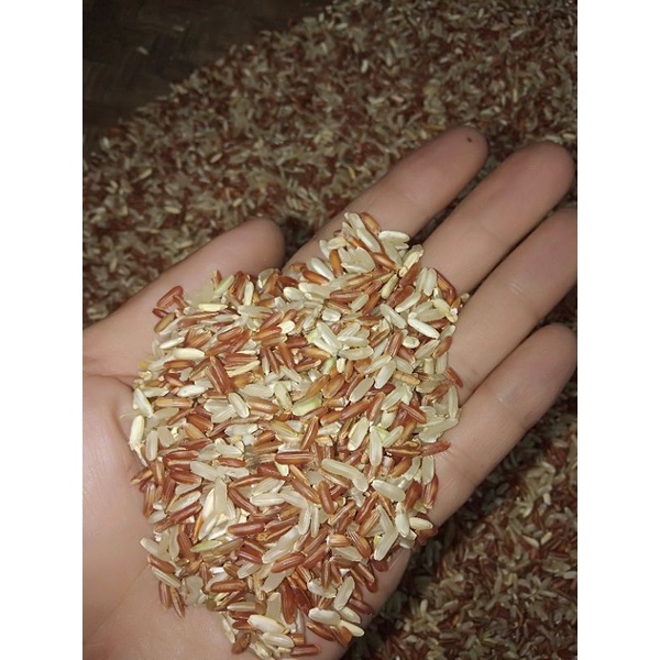 Beras Merah Campur Putih 1 kg Makanan Ayam Jago dan ayam pelung