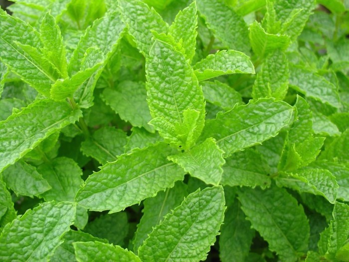 Haira Seed Bibit-Biji Spearmint