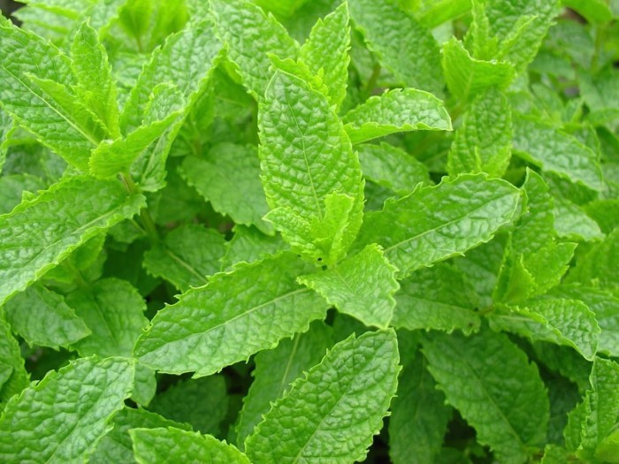 Haira Seed Bibit-Biji Spearmint