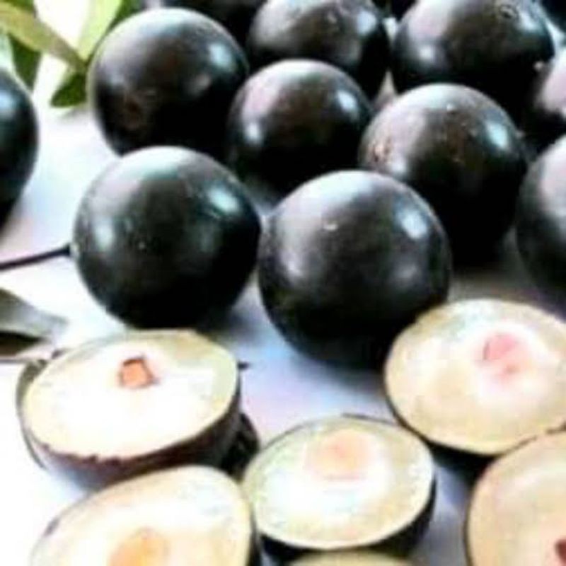 Bibit anggur pohon brazil / jaboticaba jenis sabara