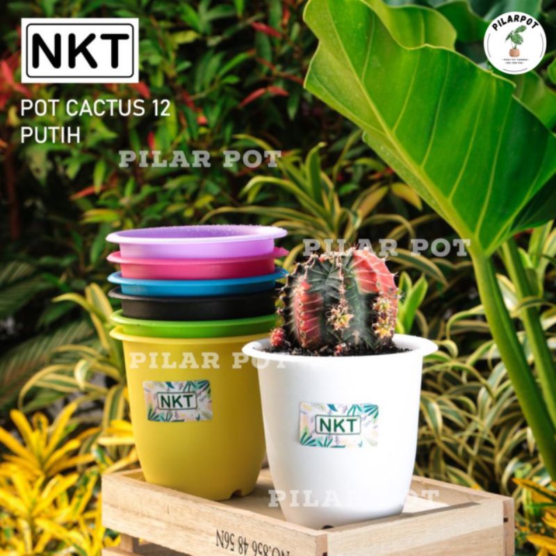 Pot bunga tanaman warna warni CACTUS 12 cm - nkt cactus 12