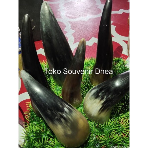 KOP BEKAM TANDUK SAPI