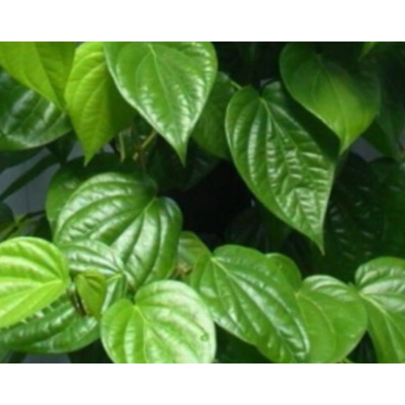 

DAUN SIRIH HIJAU/MERAH FRESH