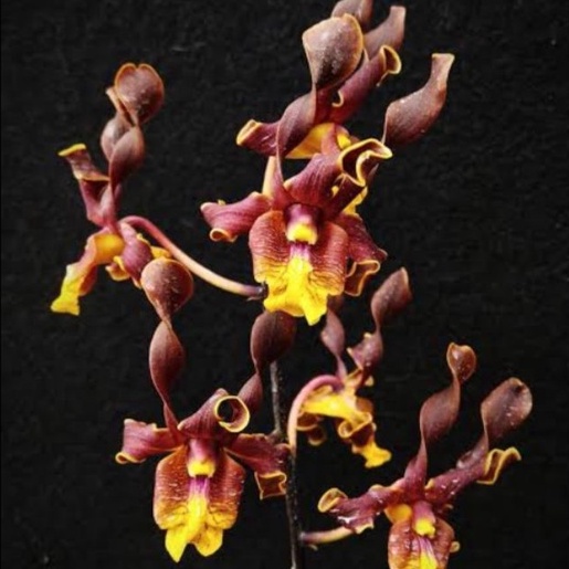 Dendrobium Ken Arok Remaja Anggrek Dendrobium Keriting Melintir Seedling Dendrobium Pra Remaja Usia 