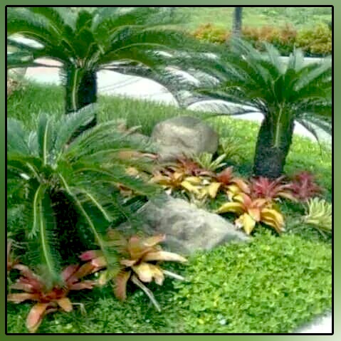 Pohon Palem Sikas Hiasan Taman Dan Rumah Indoor Outdoor