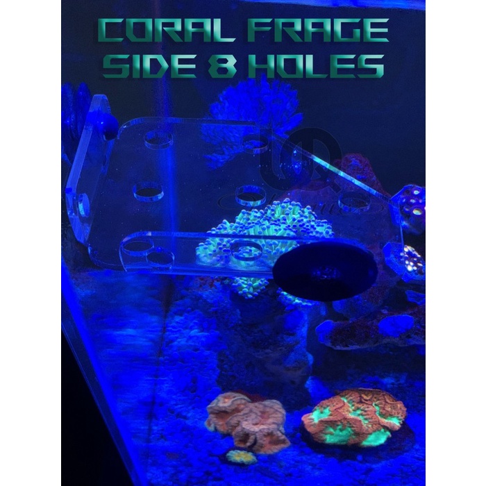 Side Angle Coral Frag Acrylic Aquarium - 8 hole Tempat Coral Akrilik