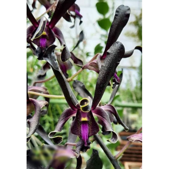 Dendrobium black angel