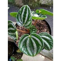 Peperomia Watermelon Kerut  Paperomia Belimbing - tanaman daun bergaransi