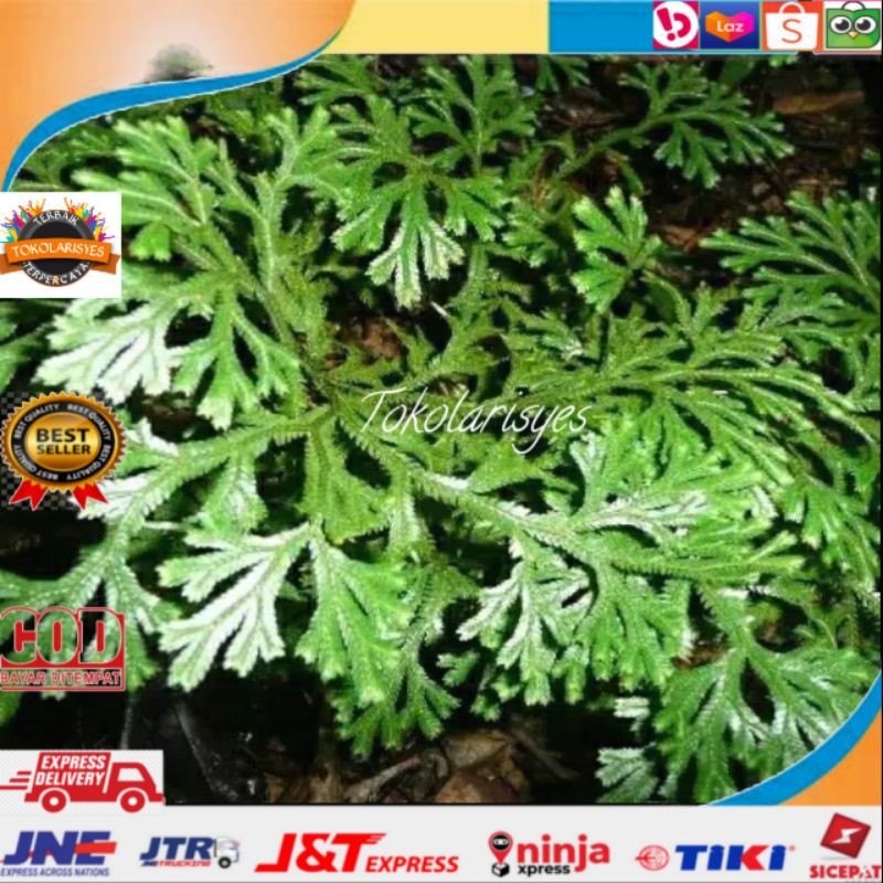 

Daun cakar ayam segar murah