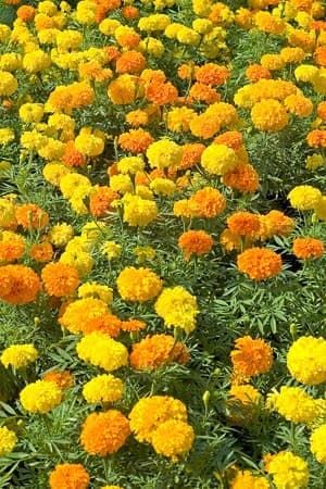 Haira Seed Benih-Bibit Bunga Marigold Cracker Jack Mix