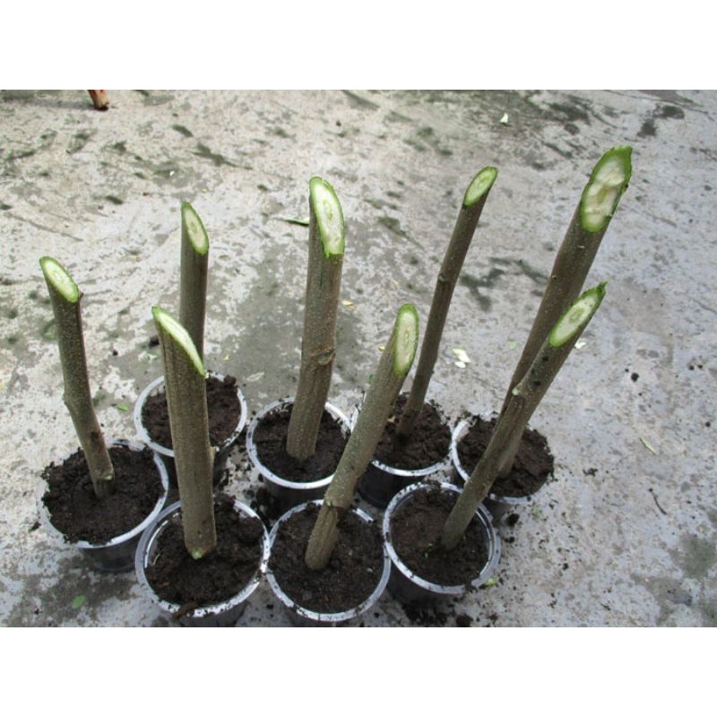 bibit stek batang kelor - bibit stek pohon kelor