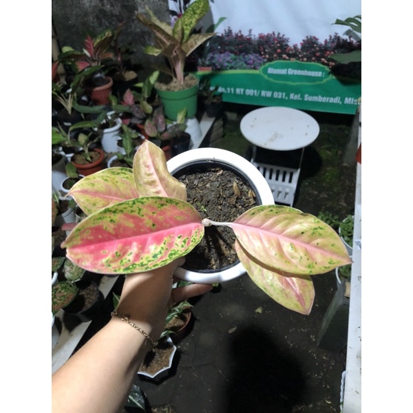 aglaonema serena