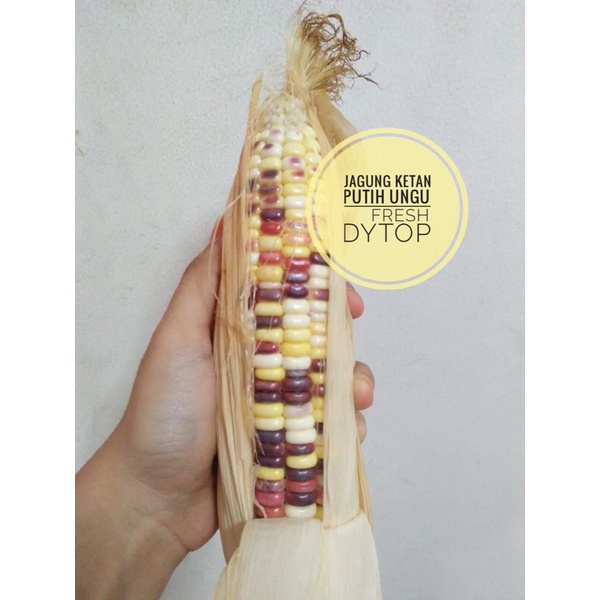 Jagung Ketan Putih Ungu Fresh Segar - 1 Kg
