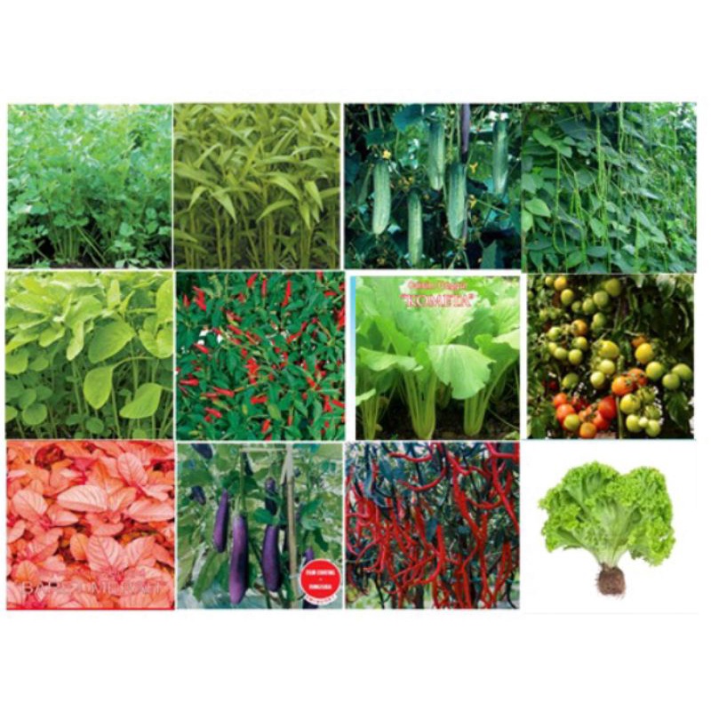 Paket Hemat Benih Sayuran 10 Macam