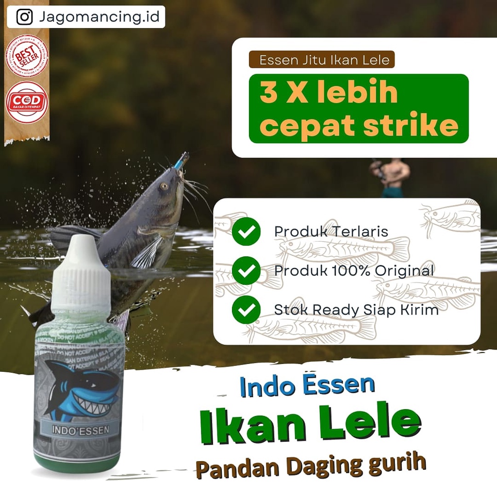 Essen Ikan lele Media Cacing