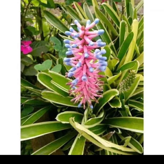 Ganaman hias Bromelia jagung Aechmea gemosepala promo