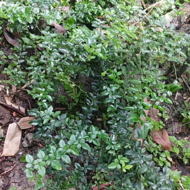 Bahan Bonsai Jeruk Kingkit Mame Siap Kawat