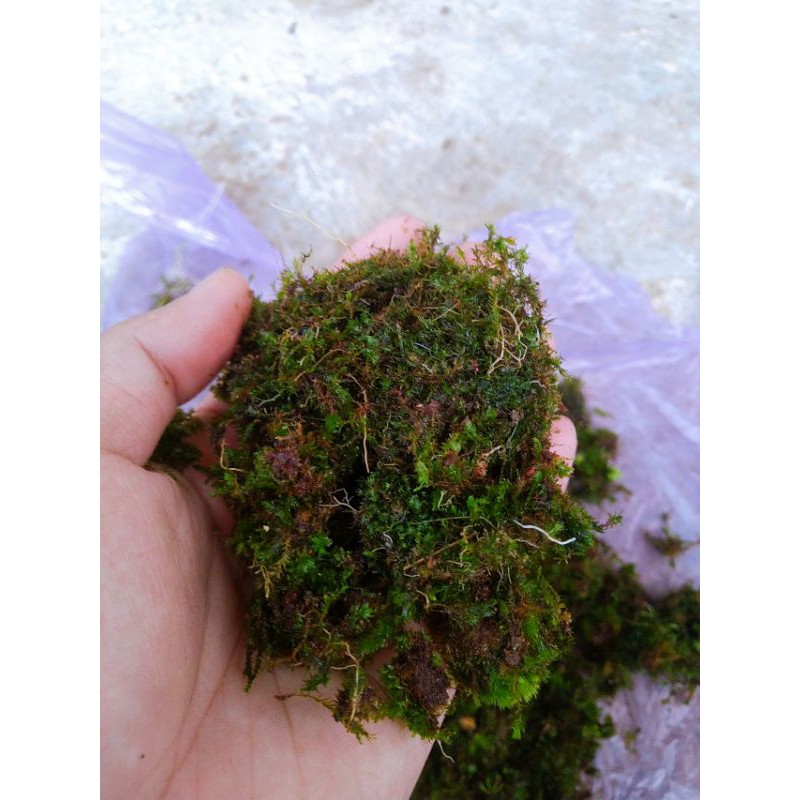 MOS MEDIA TANAM LUMUT KEMASAN 1KG UNTUK BONSAI, AGLONEMA, ANGGREK, ANTURIUM DLL.