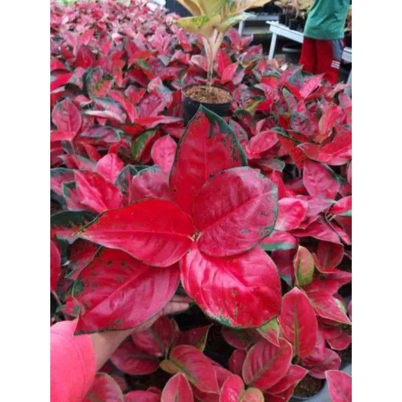 Aglonema suksom jaipong culture