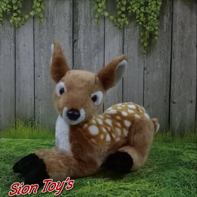 53 Gambar Hewan Kancil Asli Gratis Terbaik