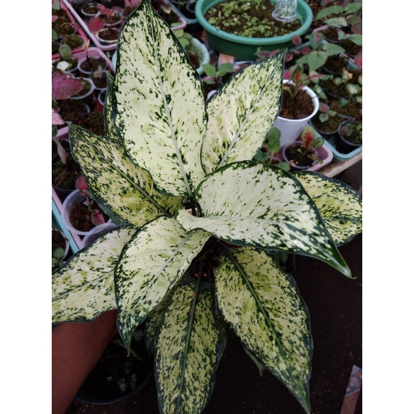 aglonema snow white dewasa