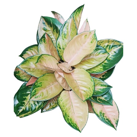 Aglonema Sultan Brunei Tanaman Aglonema Hidup Bunga Aglonema Tanaman Aglonema Murah Bukan Bonggol