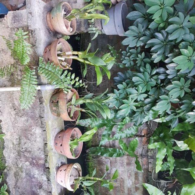 Anggrek Dendrobium Seddling Murah