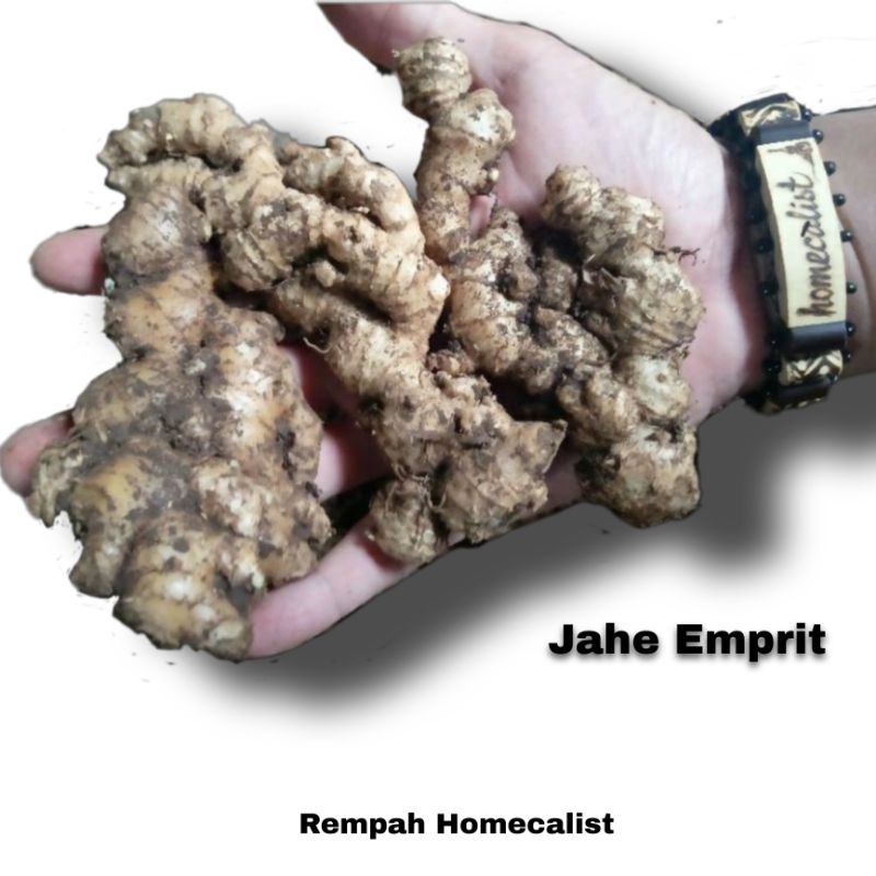 Jahe Emprit Segar 1kg Jahe Mprit Asli