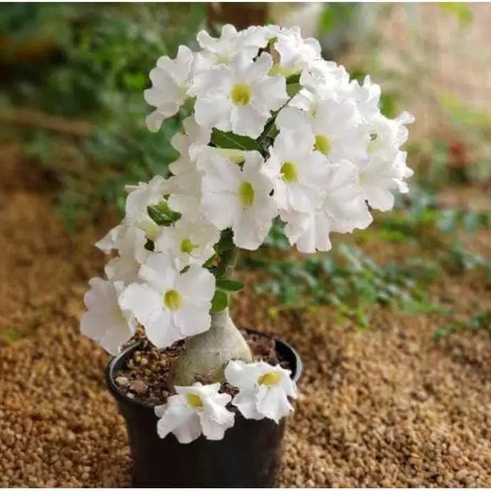 bibit tanaman adenium bunga putih Stek batang besar bahan bonsai kamboja
