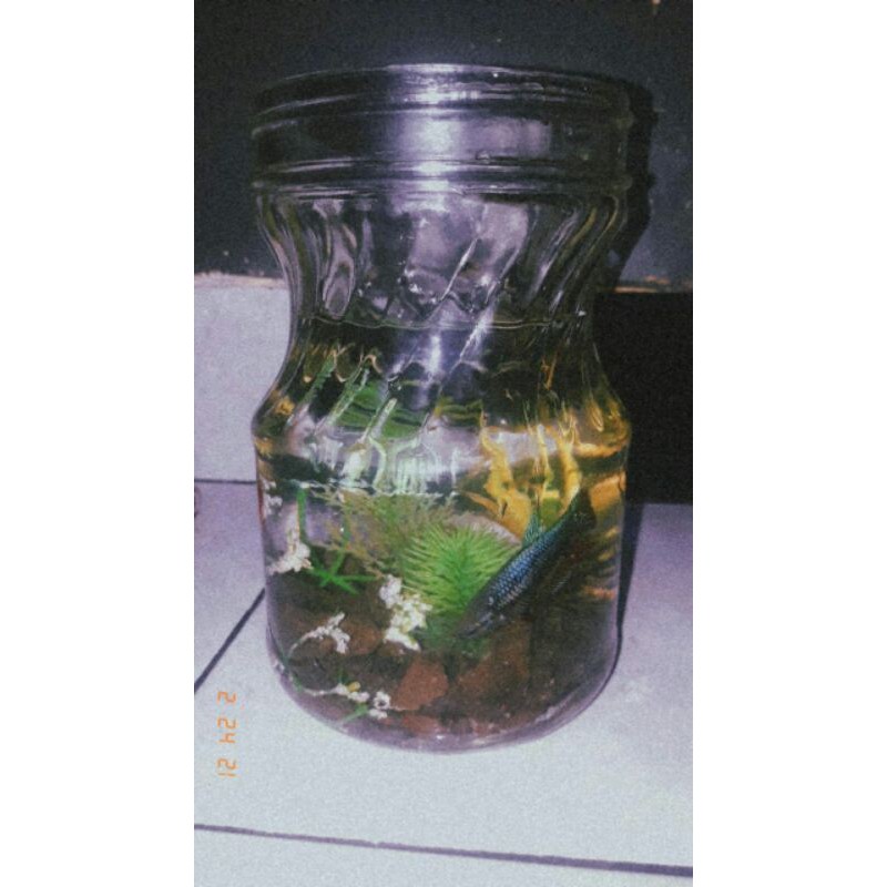 AQUARIUM IKAN CUPANG/IKAN HIAS